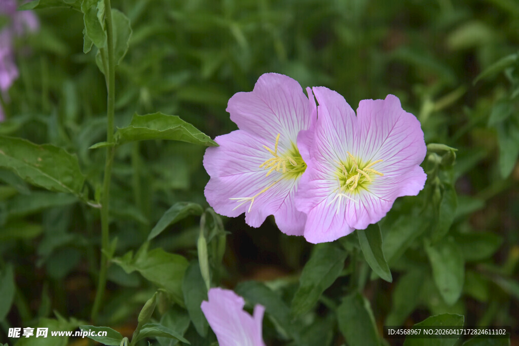 两朵绽放的美丽月见草