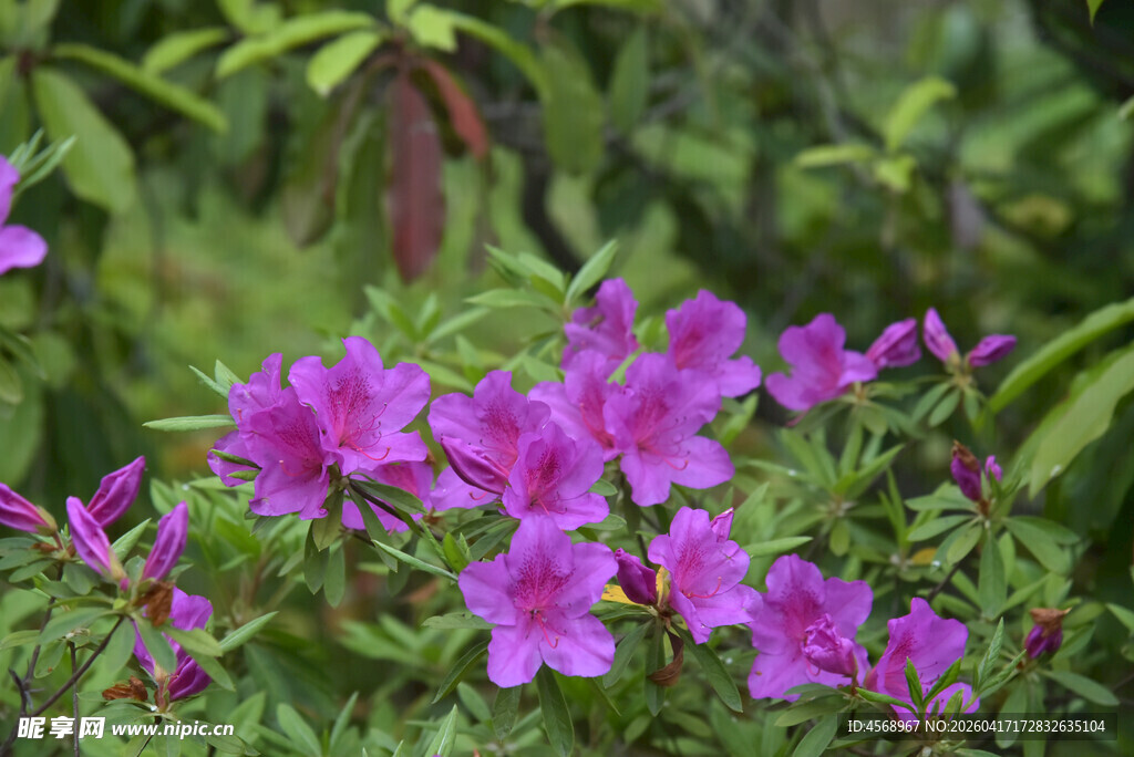 绽放的紫色花卉