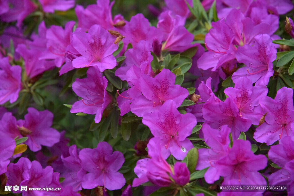 盛开的紫色杜鹃花