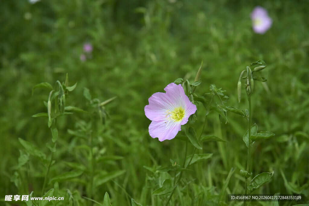 草地上的单朵粉色小花