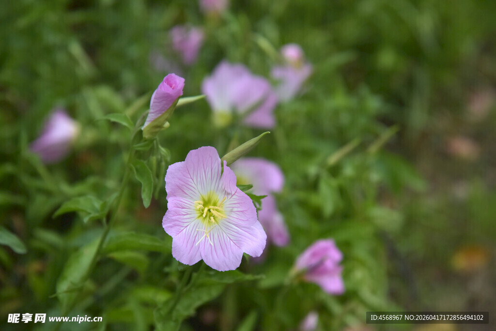 粉色小花绽放于绿意间