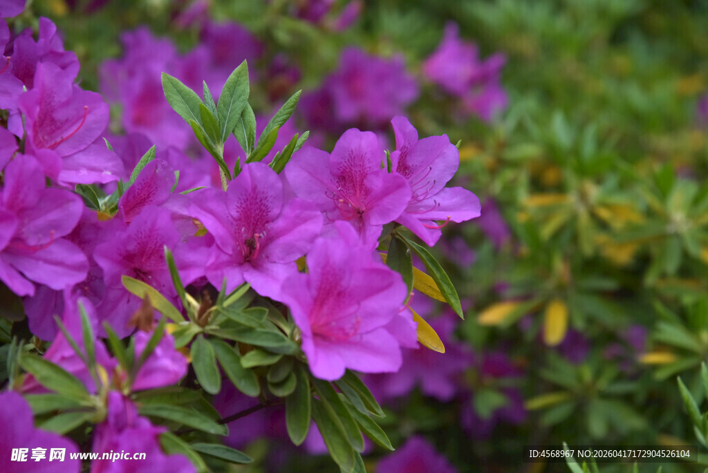 绽放的紫色杜鹃花