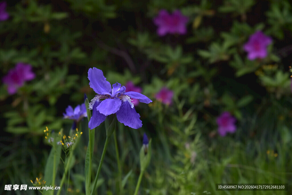 紫色小花绽放于绿色草丛