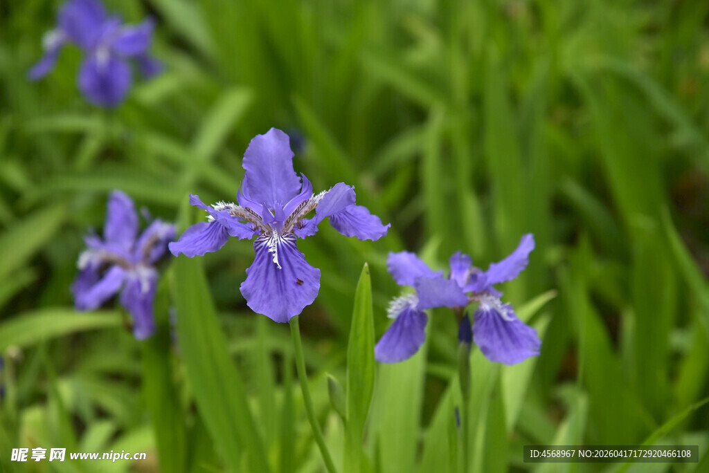 紫色鸢尾花绽放于绿野