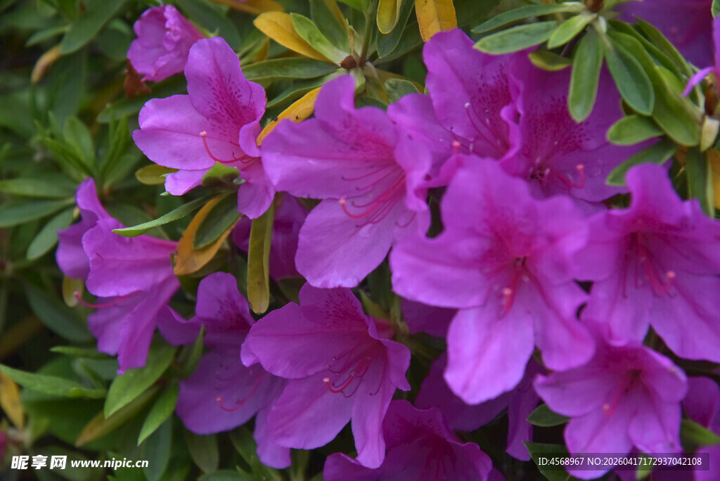 绽放的紫色杜鹃花