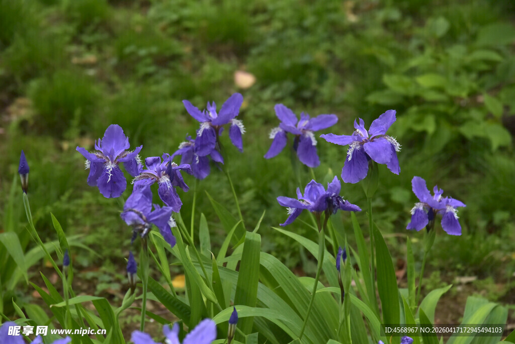 紫色鸢尾花绽放于草地