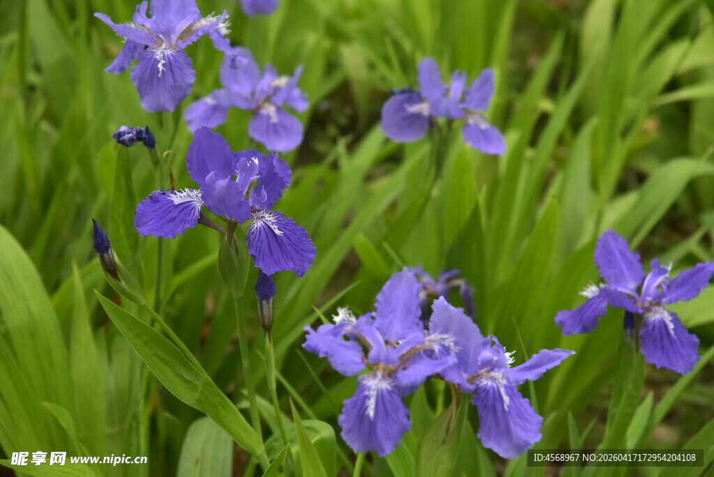 紫色鸢尾花绽放于绿草间