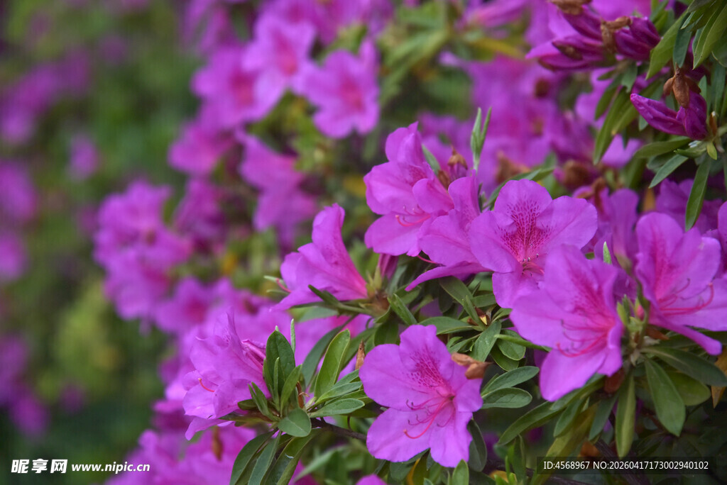 盛开的紫杜鹃