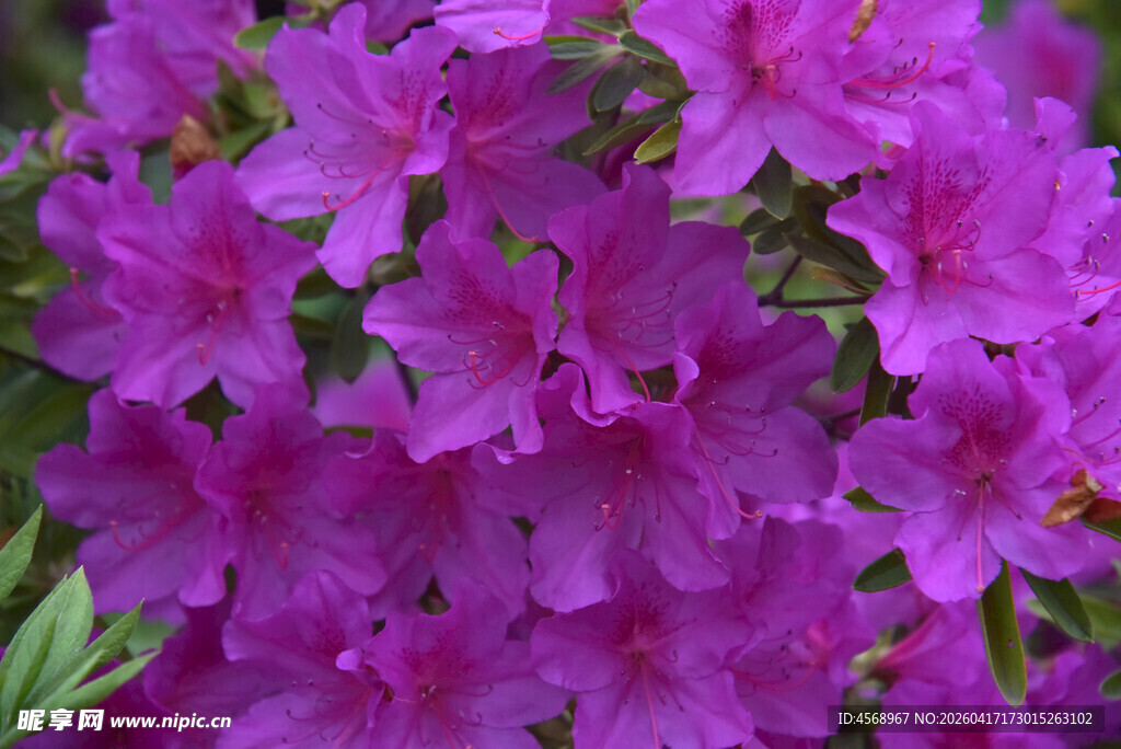 盛开的紫色杜鹃花
