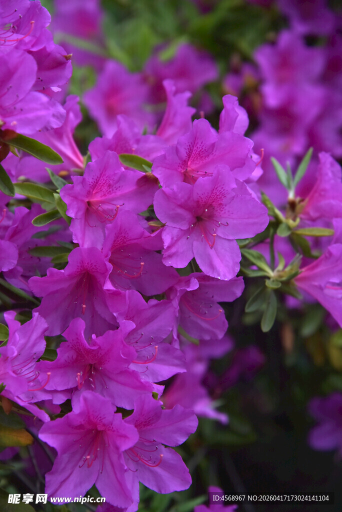 艳丽紫杜鹃绽放