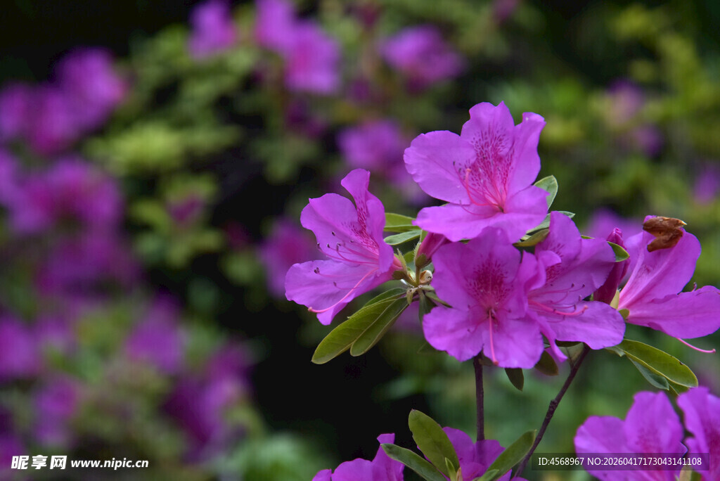娇艳紫杜鹃绽放