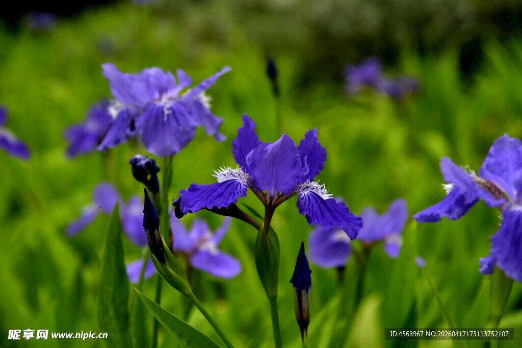 紫色鸢尾花绽放于绿野中