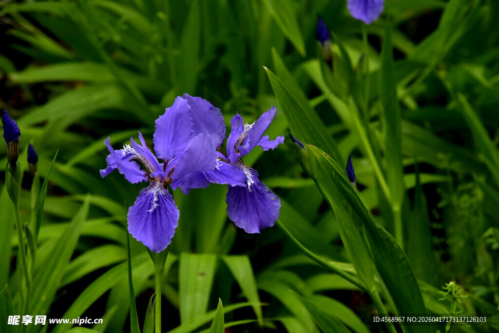 紫色鸢尾花绽放于绿叶间