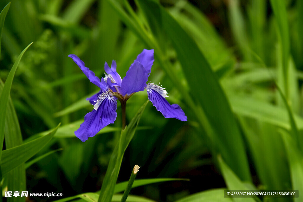 紫色鸢尾花绽放于草丛