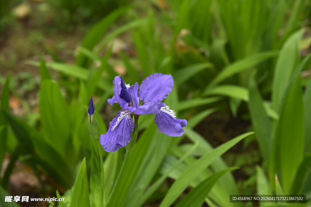 紫色鸢尾花绽放于绿叶间