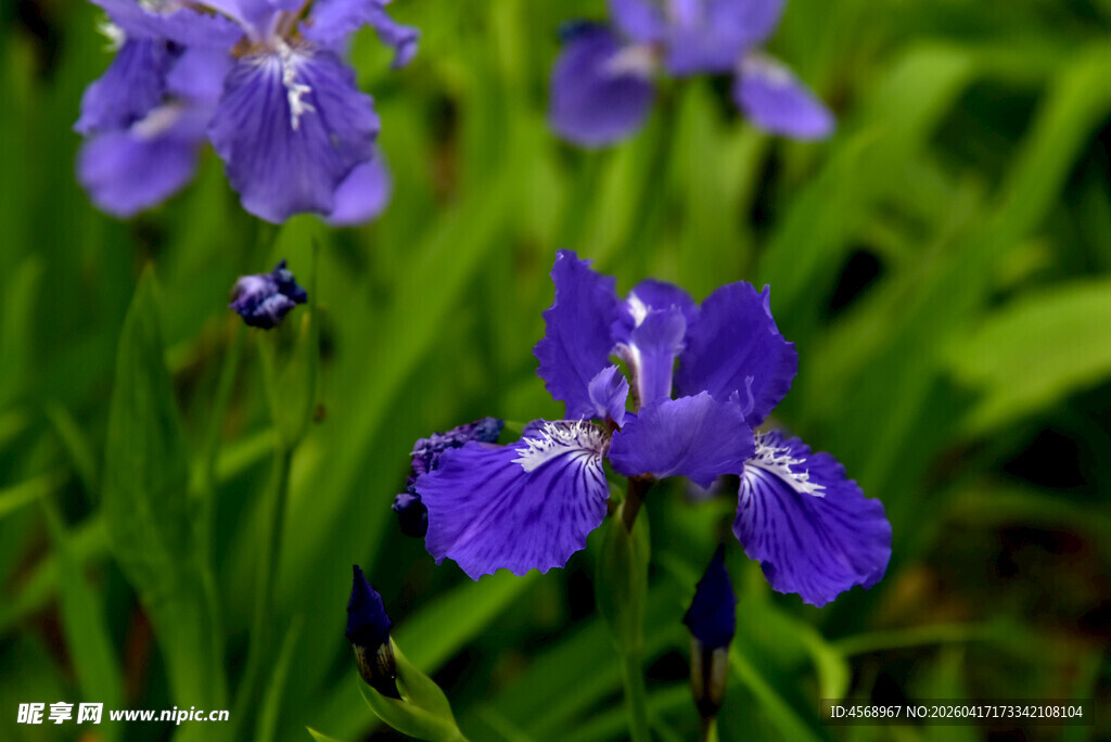 紫色鸢尾花绽放于草丛