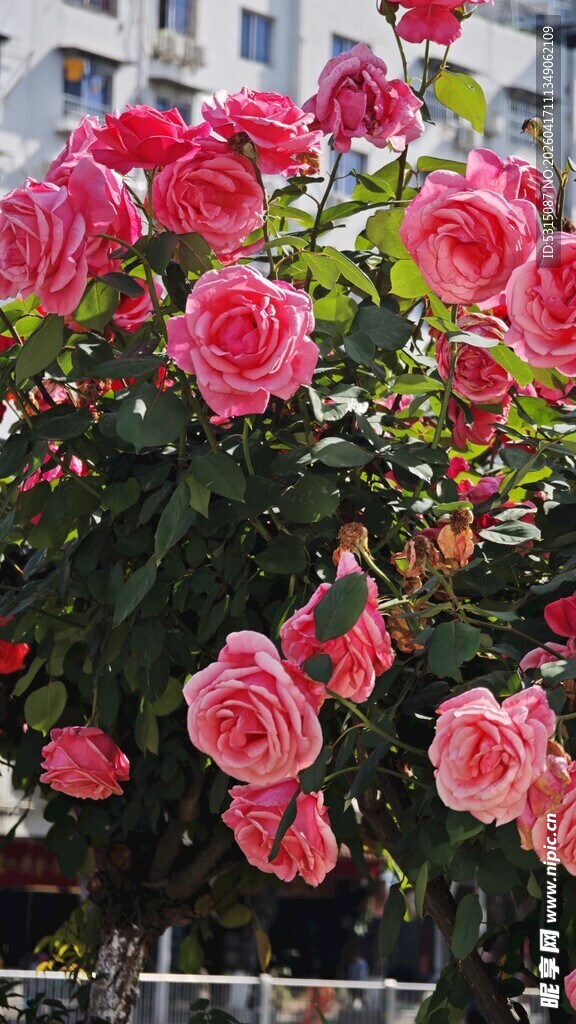 娇艳盛开的粉色月季花