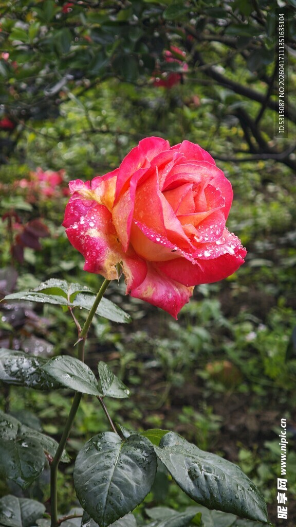 娇艳欲滴的红玫瑰