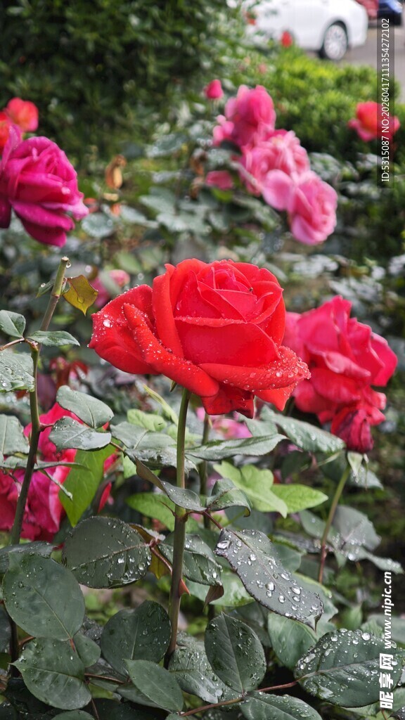 娇艳盛放的多彩玫瑰花