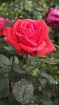 带露珠的娇艳红玫瑰