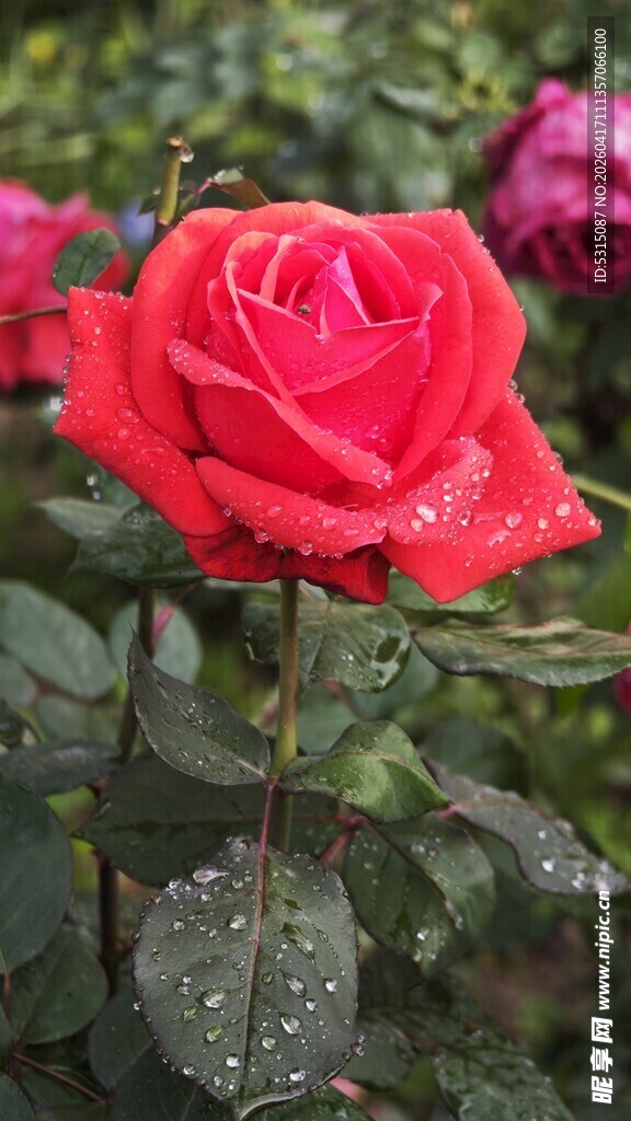 带露珠的娇艳红玫瑰