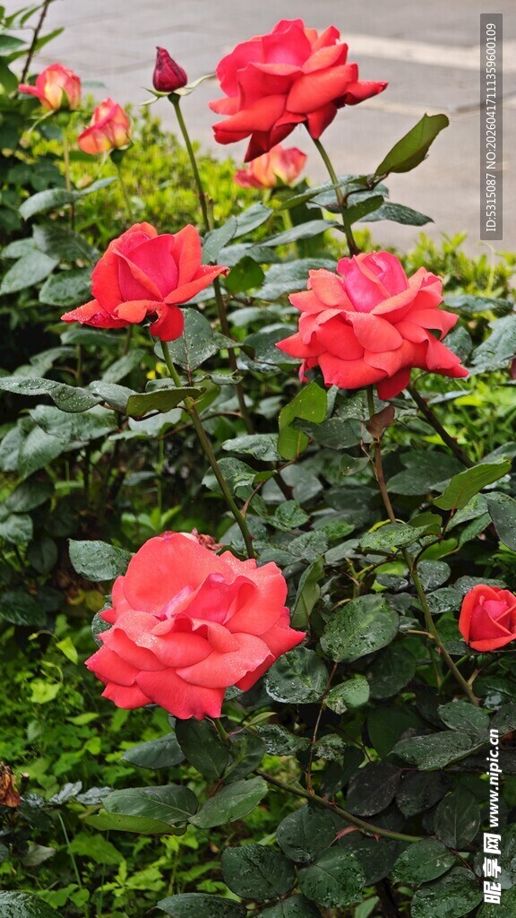 娇艳红玫瑰绽放于绿叶间