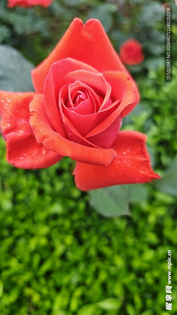 娇艳红玫瑰绽放于绿野