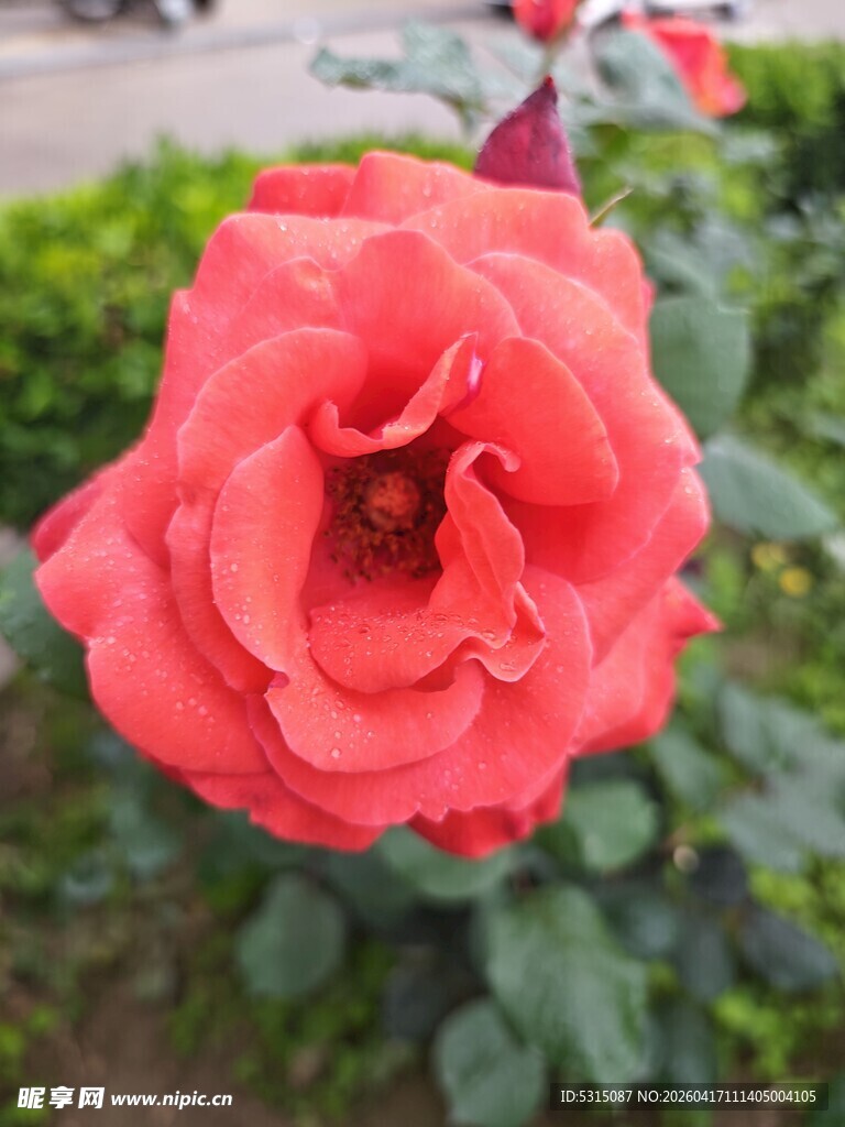 娇艳红玫瑰绽放