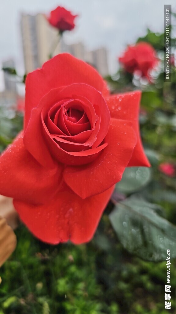 娇艳红玫瑰绽放于绿叶间