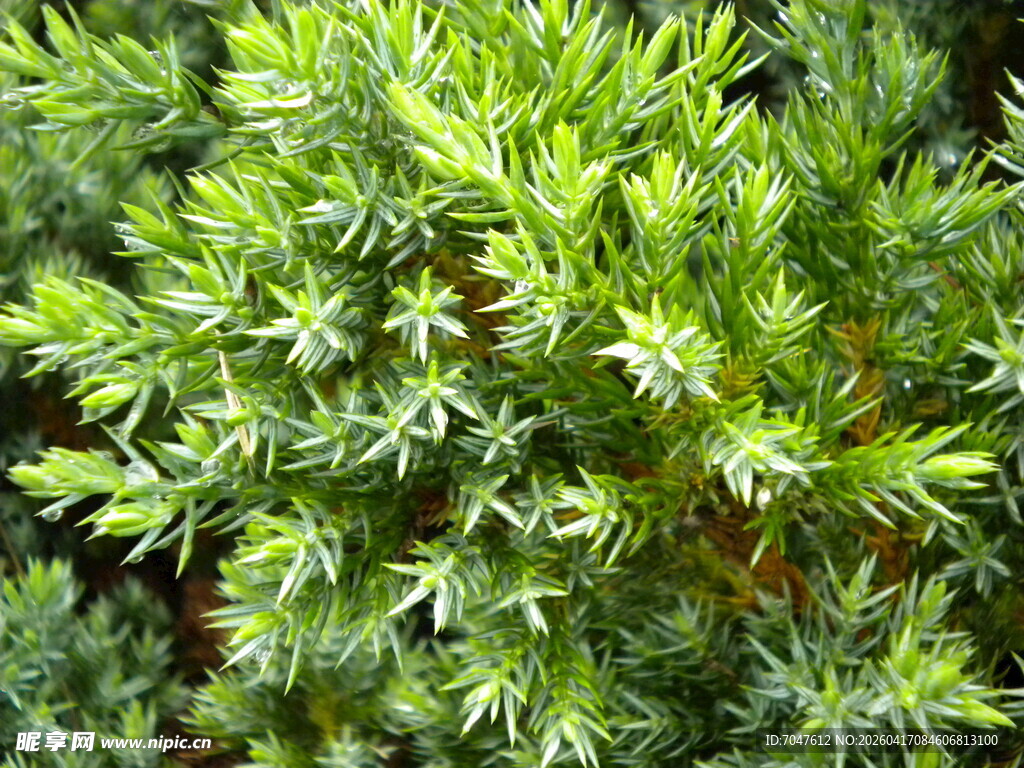铺地柏针叶植物特写