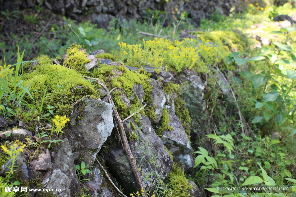 石上青苔与周边绿植景观