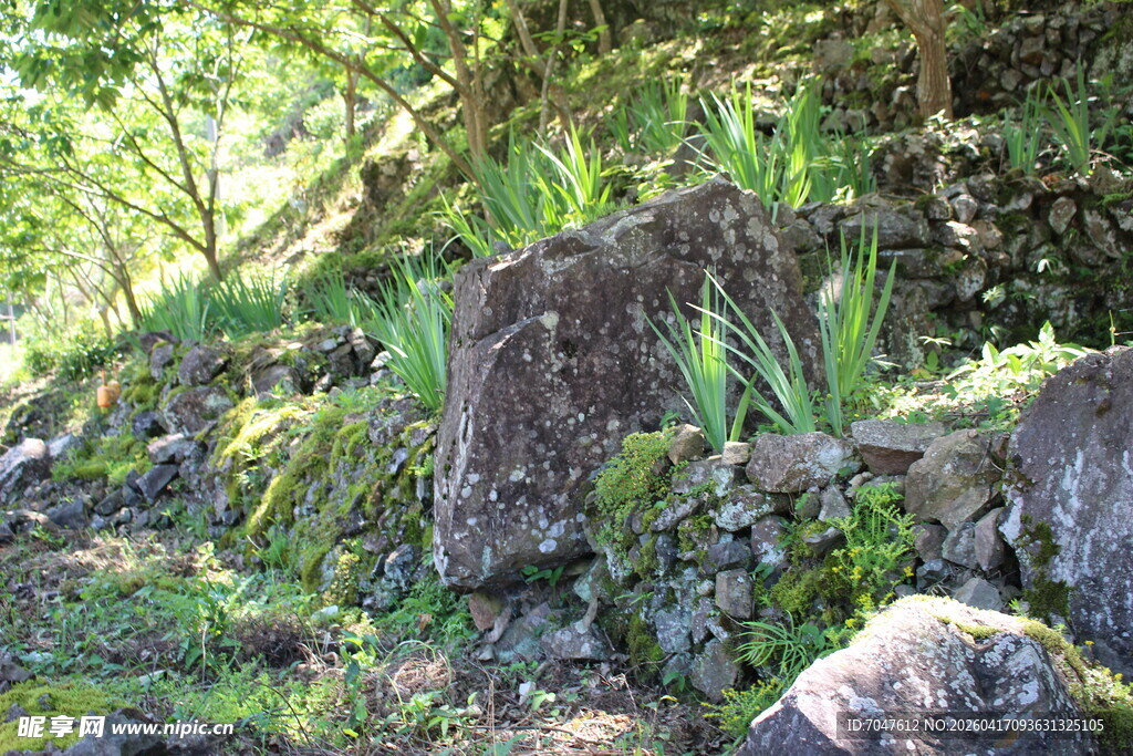 山间岩石旁的翠绿植物