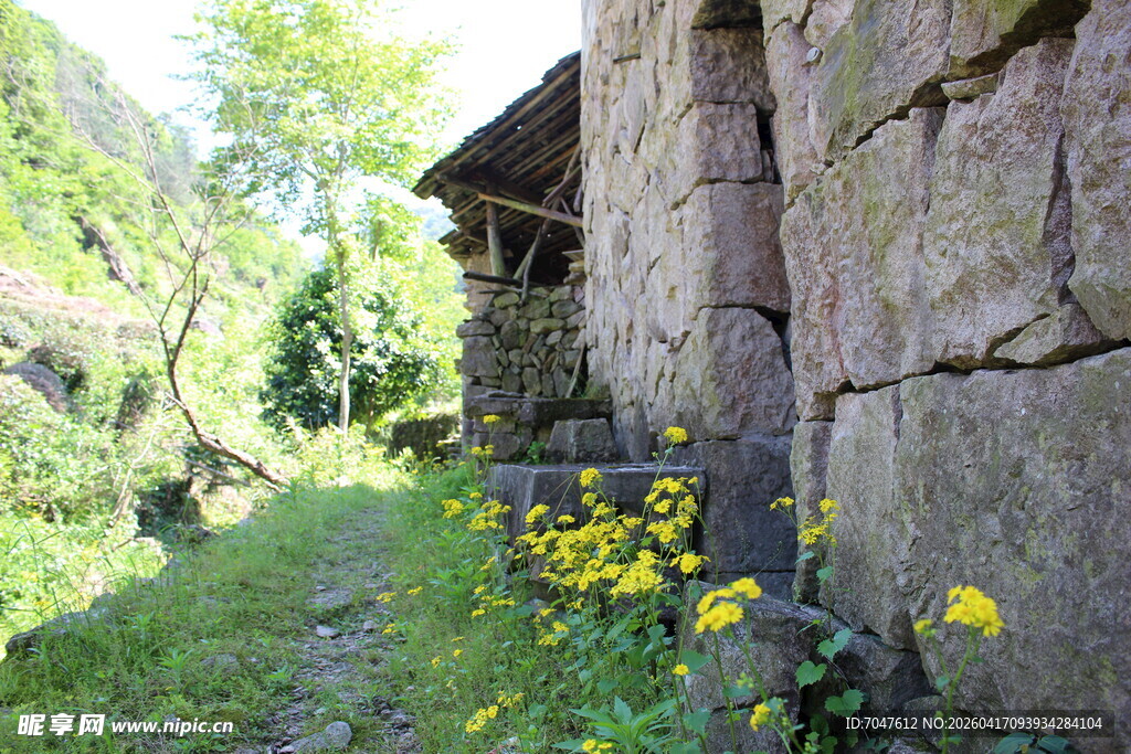 石墙边的烂漫小黄花