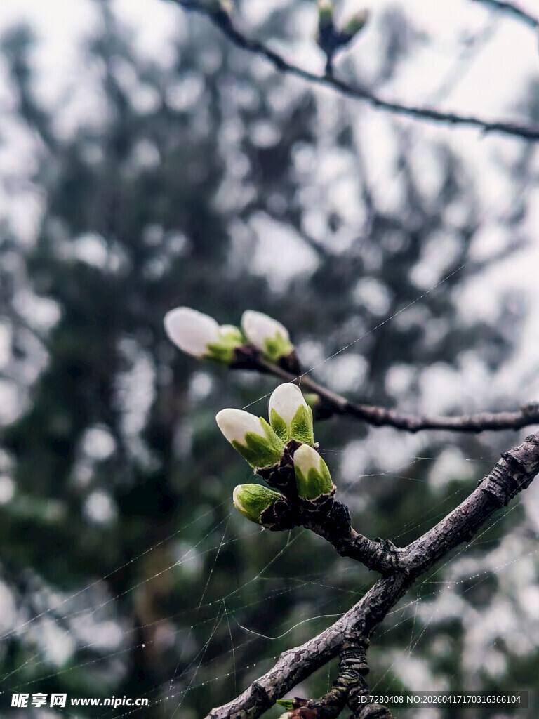 枝头新绿绽春意