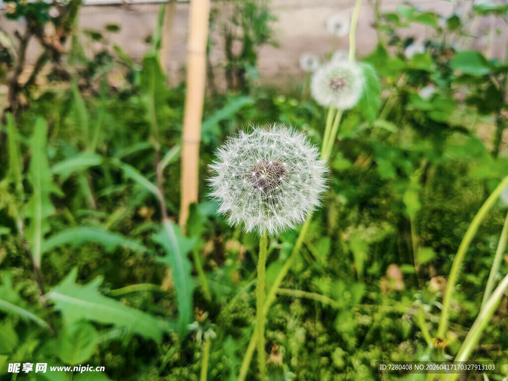 草地上的两朵蒲公英