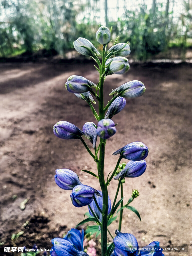 蓝紫色花卉特写