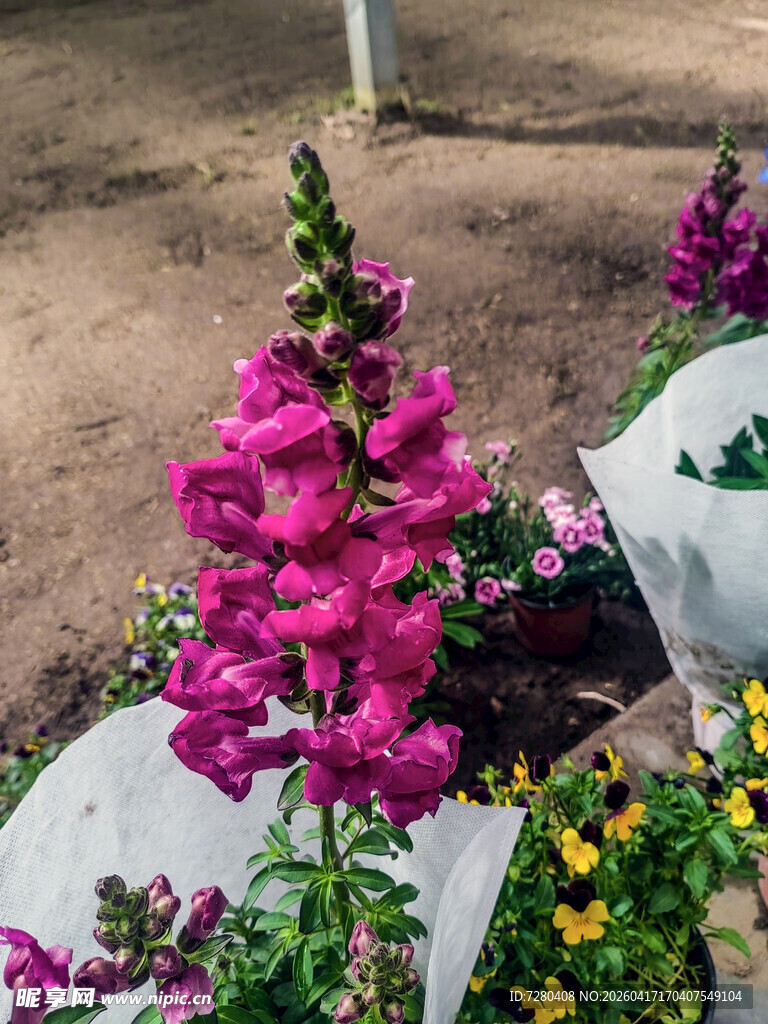 娇艳毛地黄花卉特写