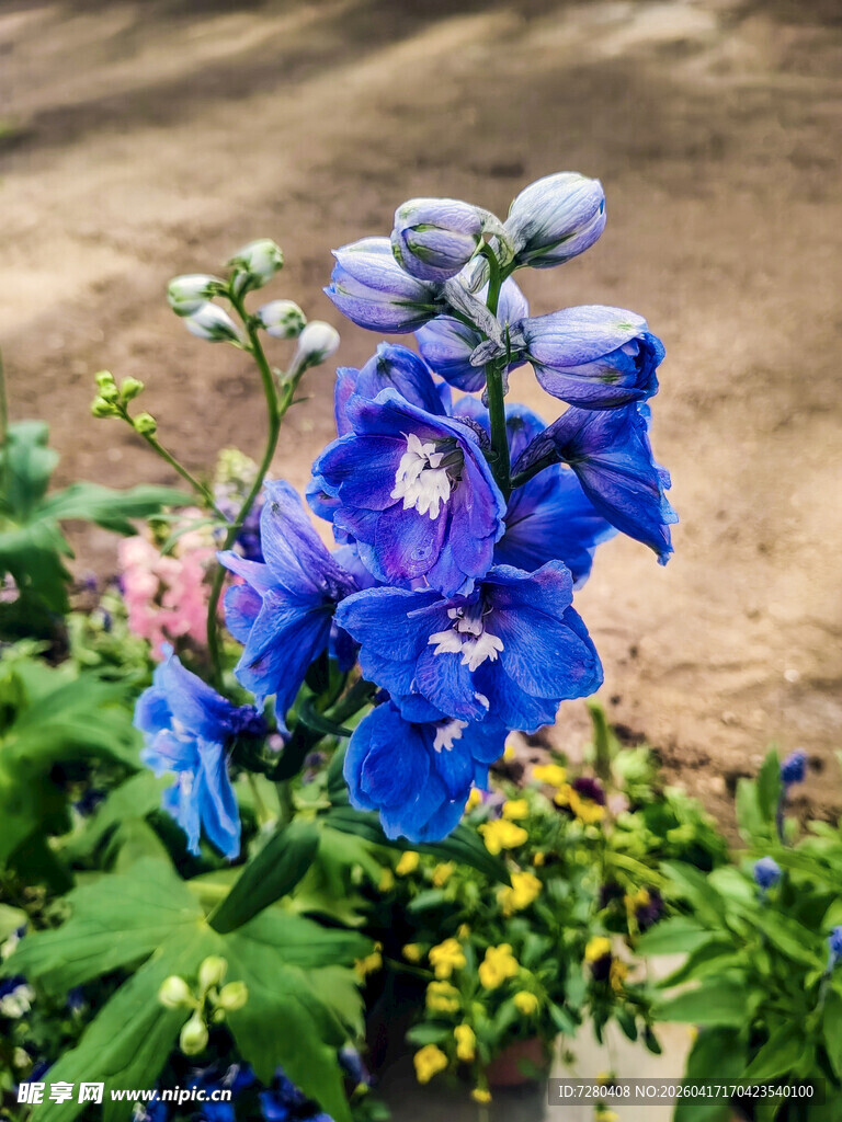 蓝紫色翠雀花绽放