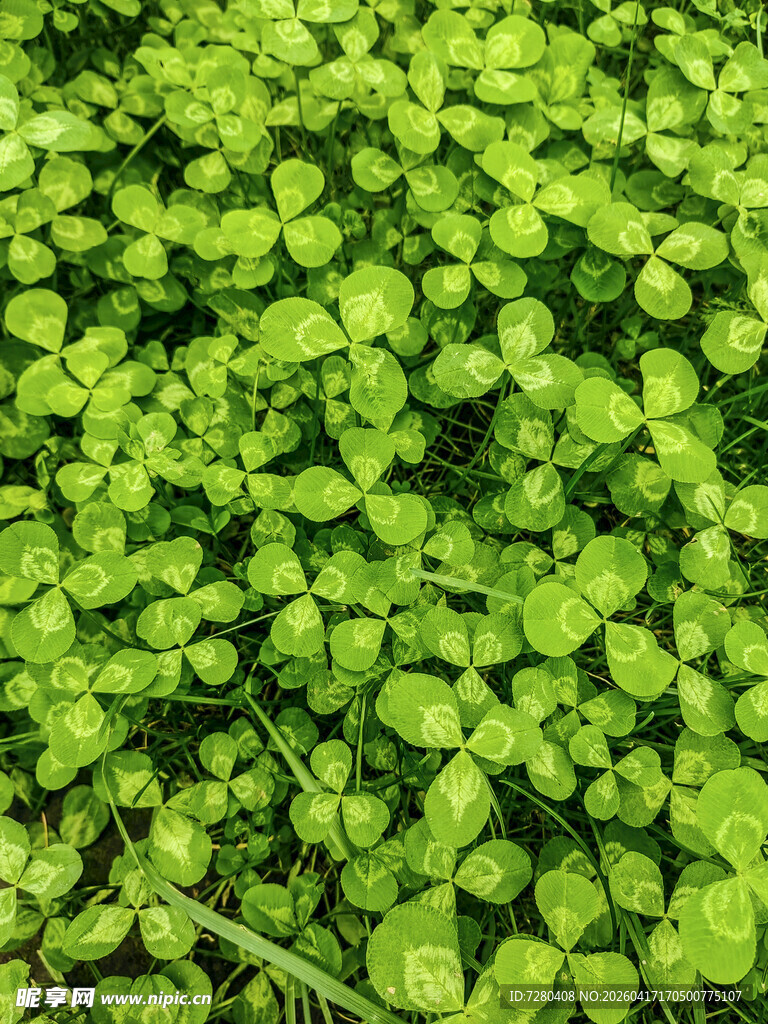 翠绿三叶草铺满画面
