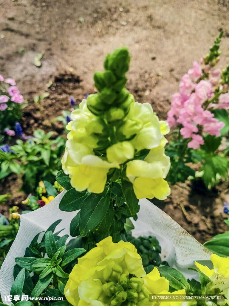 黄色毛蕊花绽放美丽