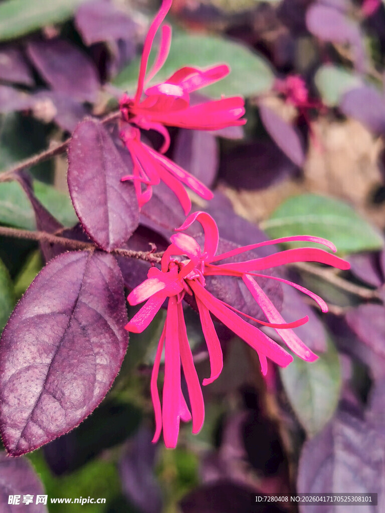 艳丽红花配紫叶植物