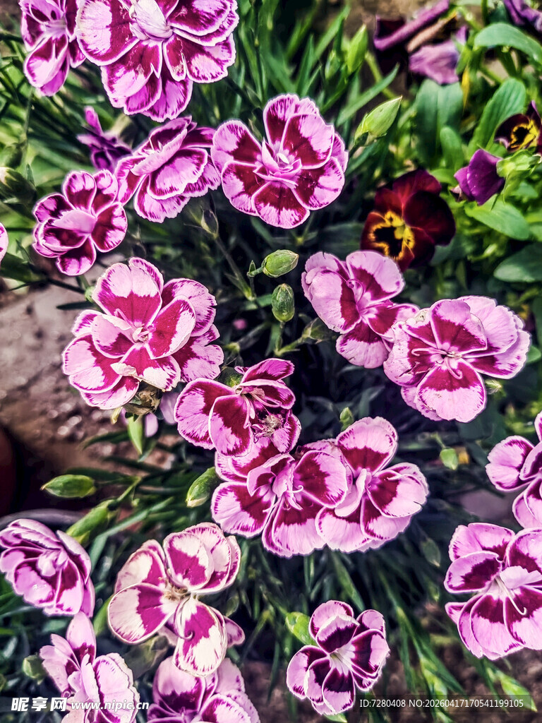 粉色斑点仙客来花卉绽放