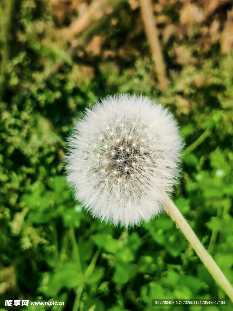 蒲公英特写
