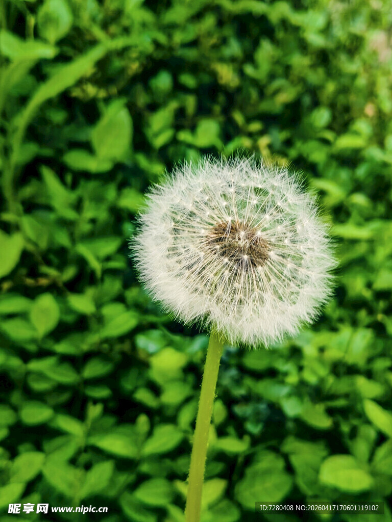 蒲公英特写