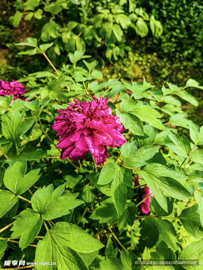 娇艳玫红花朵与翠绿叶片