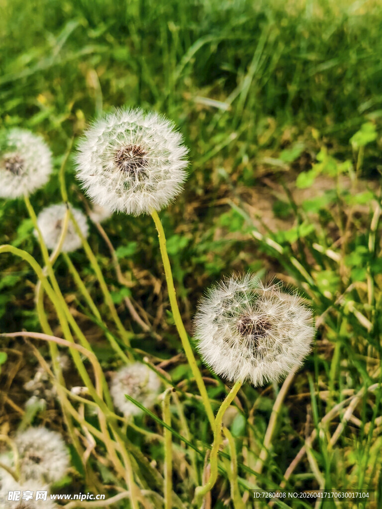 草地上的蒲公英