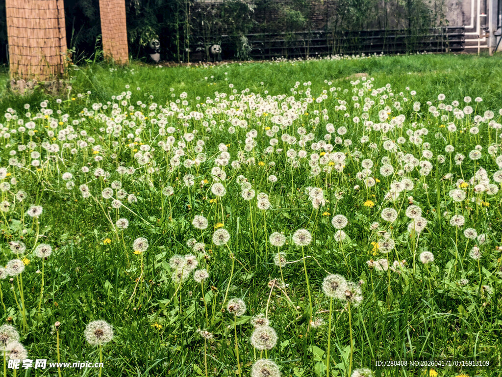 繁花似锦的翠绿草地