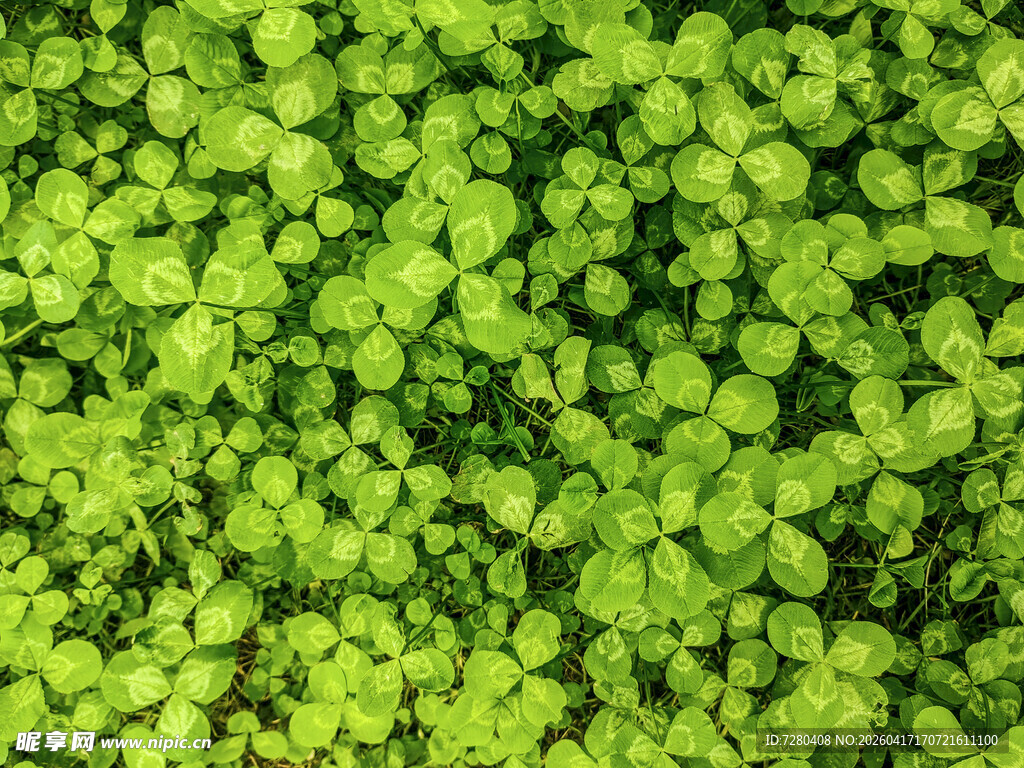 翠绿三叶草植物景观