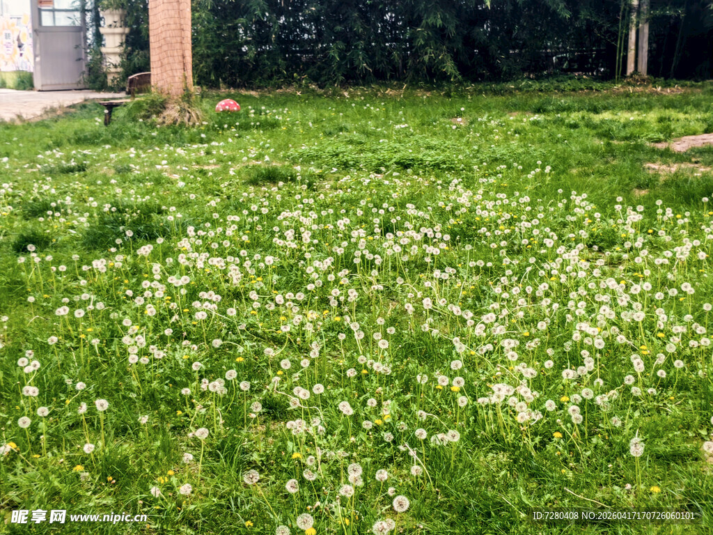 绿草间绽放的白色小花