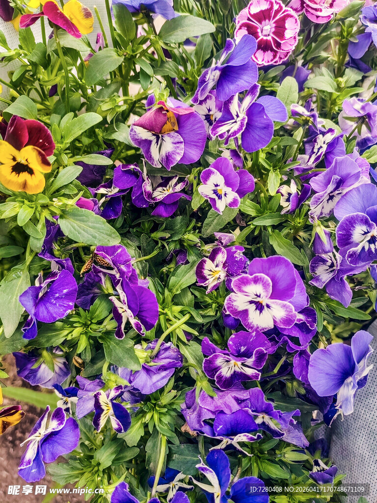 多彩三色堇绽放美丽